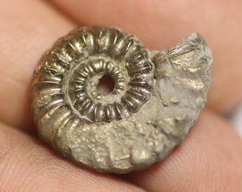 18 mm Androgynoceras pyrite ammonite fossil found on the Jurassic coast uk 0544