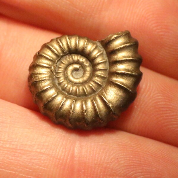 19mm Lovely Promicroeras  pyrite ammonite fossil found on the Jurassic coast