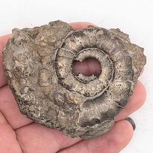 May include: A fossilized ammonite shell with a spiral design. The shell is a mix of gray and brown tones, with a textured surface. The center of the shell has a circular opening. The fossil is held in a hand.