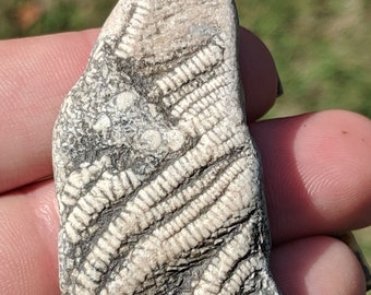 55 mm Uncommon calcite Crinoid fossil found at Charmouth on the Jurassic coast uk C24
