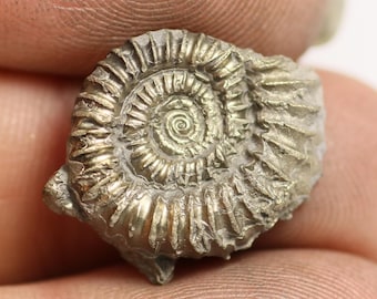 May include: A fossilized ammonite, a type of extinct marine mollusk, with a spiral shell. The shell is made of pyrite, a mineral that gives it a golden color.