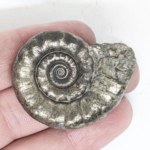 May include: A polished, silver-colored ammonite fossil. The fossil's spiral shell is well-defined, with a detailed center. The outer portion has a textured, crystalline appearance. The fossil is a natural, ancient artifact.