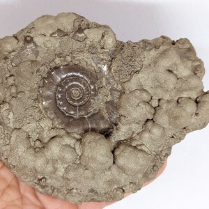 May include: A fossilized ammonite with a spiral shell embedded in a matrix of pyrite, a metallic mineral that gives the rock a silvery-gold color.