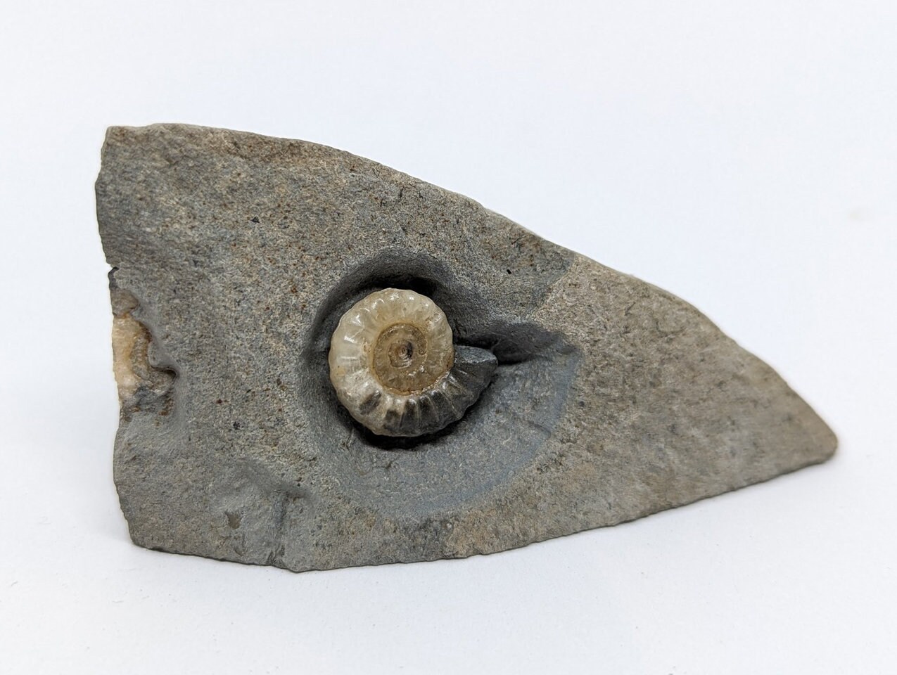 16 Mm Promicroceras Ammonite Display From Lyme Regis on