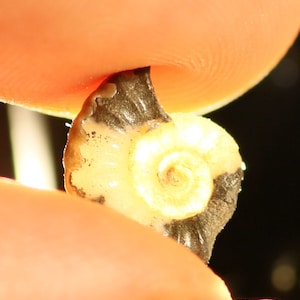 11 mm matrix free Promicroceras, calcite ammonite from Lyme Regis on the Jurassic coast. P22