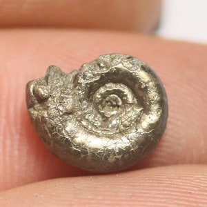 May include: A fossilized ammonite, a type of extinct marine mollusk, with a spiral shell made of pyrite, a metallic mineral that gives it a golden color.