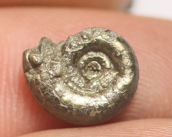 May include: A fossilized ammonite, a type of extinct marine mollusk, with a spiral shell made of pyrite, a metallic mineral that gives it a golden color.