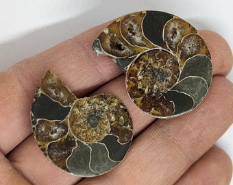 32 mm Cut and Polished ammonite pair - Cleoniceras from Madagascar. N25