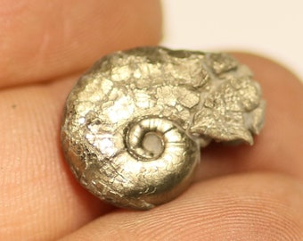 16 mm Uncommon Gleviceras pyrite ammonite fossil found on the Jurassic coast  0095