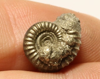 11 mm Crucilobiceras pyrite ammonite fossil - found on the Jurassic coast uk 0169