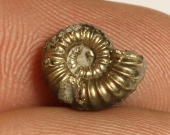 Ammonite with silver pyrite geode cabochon 51х27х4 mm