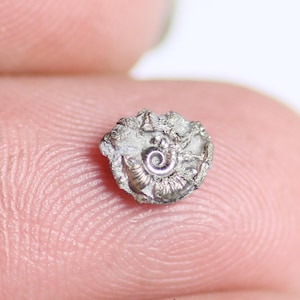 May include: A small, metallic silver-colored fossilized ammonite specimen with a distinct spiral shell pattern. The fossil has a textured, irregular outer edge and a smooth, coiled center, showcasing a natural, intricate geological formation.