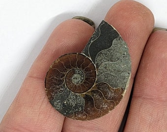 31 mm Cut and Polished ammonite - Cleoniceras from Madagascar. N84