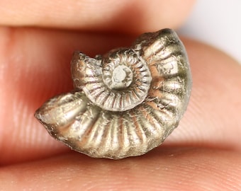 Peut inclure: Gros plan d'une coquille d'ammonite fossilisée. La coquille présente un motif en spirale avec des chambres visibles et une couleur gris argenté métallique. Le fossile est tenu dans une main, montrant sa taille et sa texture.