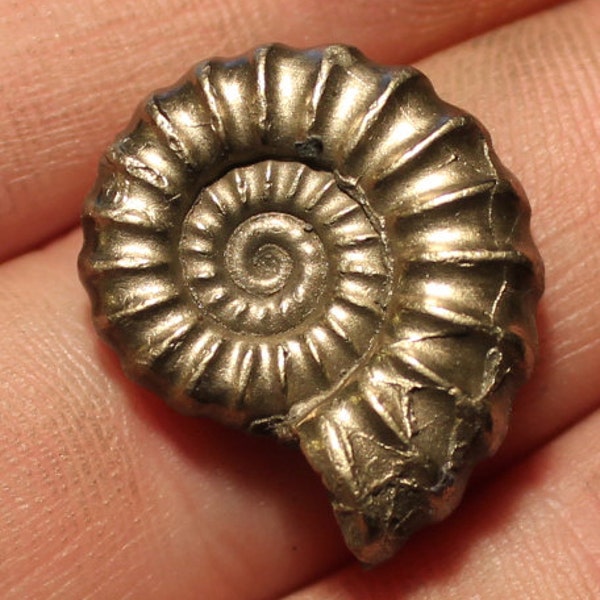 21mm Beautiful Promicroeras  pyrite ammonite fossil found on the Jurassic coast