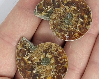30 mm Cut and Polished ammonite pair - Cleoniceras from Madagascar. N36