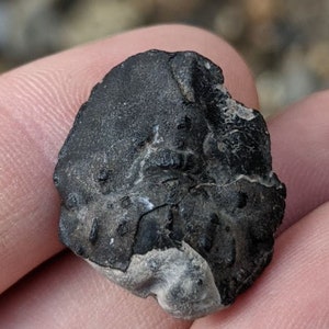 21 x 17 x 9 mm Crab carapace fossil from Folkestone, UK R0012