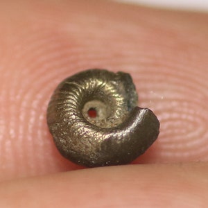 5 mm uncommon Gastropod, iron pyrite fossil found on the Jurassic Coast UK. 0320