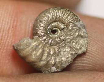 12 mm Androgynoceras pyrite ammonite fossil found on the Jurassic coast uk 0417