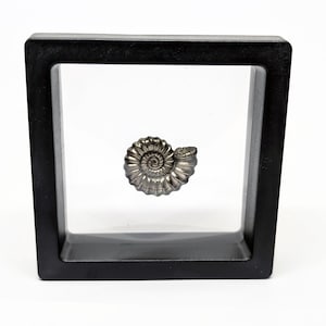 May include: A silver-coloured ammonite fossil encased in a black frame with a clear acrylic front.