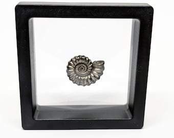 Floating Fossil Display Frame 7x7cm – Suspended Ammonite Holder