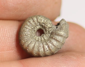 15 mm Androgynoceras, iron pyrite ammonite fossil found on the Jurassic Coast UK. 0046