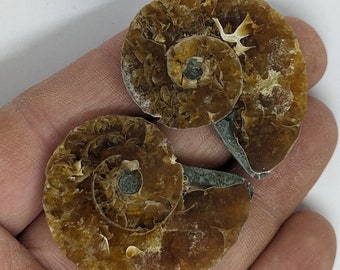 37 mm Cut and Polished ammonite pair - Cleoniceras from Madagascar. N75