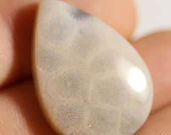 25 x 17 mm Translucent Tisbury Starstone cabochon fossil coral from Wiltshire, UK T13