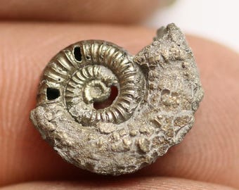 May include: A fossilized ammonite, a type of extinct marine mollusk, with a spiral shell. The fossil is covered in a layer of pyrite, giving it a metallic gold appearance.
