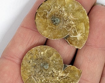 30 mm Cut and Polished ammonite pair - Cleoniceras from Madagascar. N64