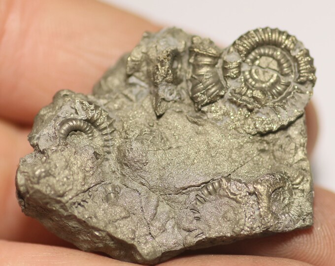40 Mm Crucilobiceras Pyrite Ammonite Fossil Bed - Found on the Jurassic ...