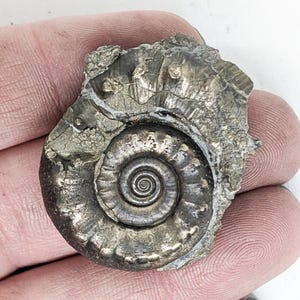 May include: A fossilized ammonite shell with a spiral pattern. The shell is a mix of gray and metallic silver, with a rough, textured exterior. The ammonite is held in a hand, showcasing its size and detail. A unique piece for collectors.