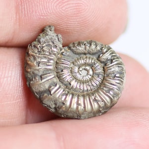 May include: A small, metallic, pyrite-replaced ammonite fossil featuring a distinct spiral shell structure with ribbed chambers. The surface exhibits a reflective, brassy gold luster with intricate, naturally formed ridges and grooves.