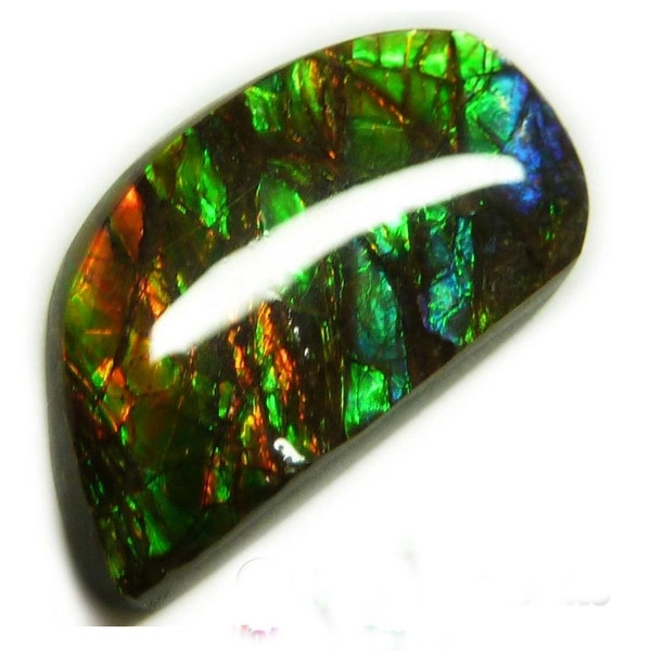 Beautiful rainbow rare ammolite ammonite shell freeform gem 18mm X 12mm depth 5mm