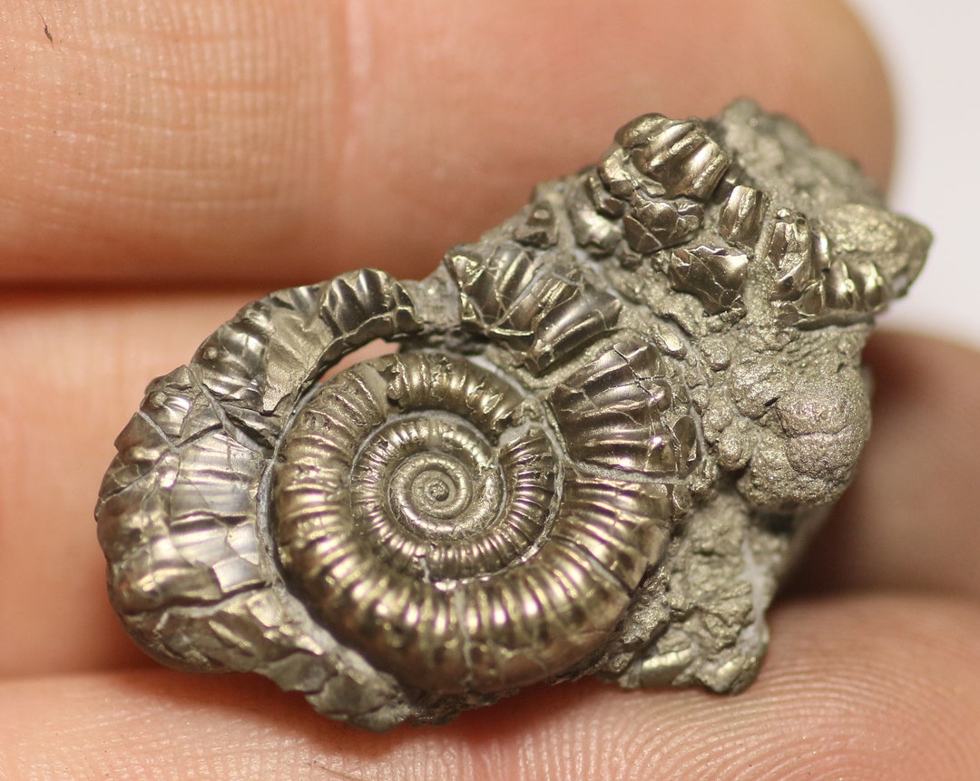 31 Mm Crucilobiceras Pyrite Ammonite Fossil Bed Found on the Jurassic ...