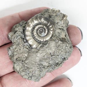 May include: A fossilized ammonite, featuring a detailed spiral shell, is embedded in a textured, gray matrix. The ammonite's shell has a metallic sheen, contrasting with the rough, earthy background. A smaller, similar fossil is visible above.