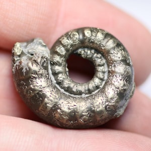 May include: A fossilized ammonite shell, showcasing a spiral form with intricate surface details. The shell exhibits a metallic, silvery-gray coloration, with a visible central opening. The fossil is held in a hand, highlighting its size and texture.