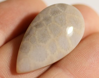 29 x 16 mm Translucent Tisbury Starstone cabochon fossil coral from Wiltshire, UK T3