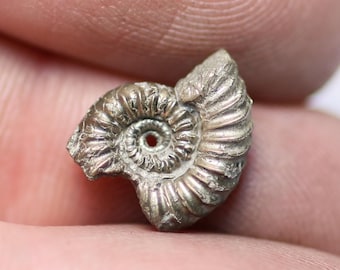 May include: A small, silver-colored ammonite fossil with a spiral shell. The fossil has detailed ridges and a central opening. The fossil is held between two fingers, showcasing its size and texture. A unique piece for collectors.