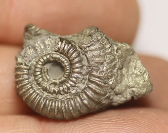 May include: A fossilized ammonite, a type of extinct marine mollusk, with a spiral shell. The fossil is made of pyrite, a mineral that gives it a metallic, gold-like appearance.