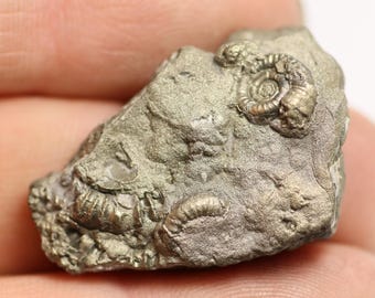 40 Mm Crucilobiceras Pyrite Ammonite Fossil Bed - Found on the Jurassic ...
