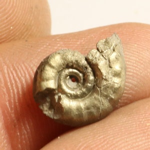 May include: A fossilized ammonite, a type of extinct marine mollusk, preserved in pyrite, a mineral that gives it a golden metallic appearance.