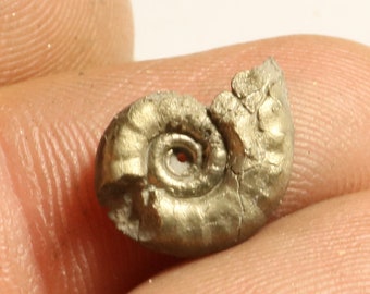 11 mm Eoderoceras, iron pyrite ammonite fossil found on the Jurassic Coast UK. 0066