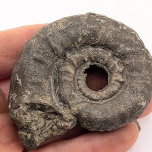 May include: A fossilized ammonite, a type of extinct marine mollusk, with a gray, metallic finish. The ammonite is in a spiral shape with a central opening.
