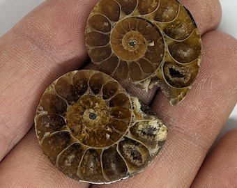 26 mm Cut and Polished ammonite pair - Cleoniceras from Madagascar. N91