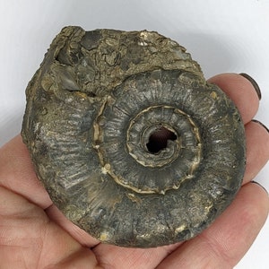 60 mm Eoderoceras, iron pyrite ammonite fossil found on the Jurassic Coast UK. 0309