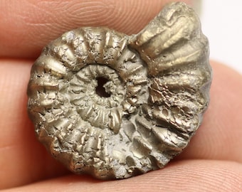 May include: A fossilized ammonite, a type of extinct marine mollusk, with a spiral shell covered in a metallic, pyrite-like coating.