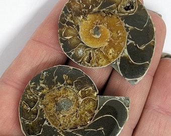 38 mm Cut and Polished ammonite pair - Cleoniceras from Madagascar. N66