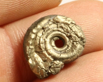 12 mm Eoderoceras, iron pyrite ammonite fossil found on the Jurassic Coast UK. 0017