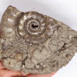 May include: A fossilized ammonite with a spiral shell, encased in a matrix of pyrite, a metallic mineral that gives it a silvery-gold color.